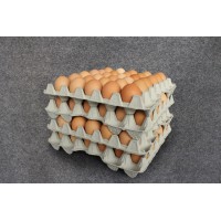 Hot Selling Paper Pulp Egge Trays